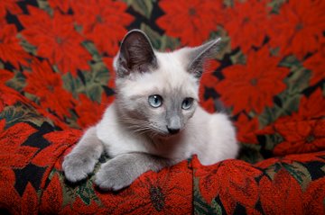 Best Names For Siamese Cats