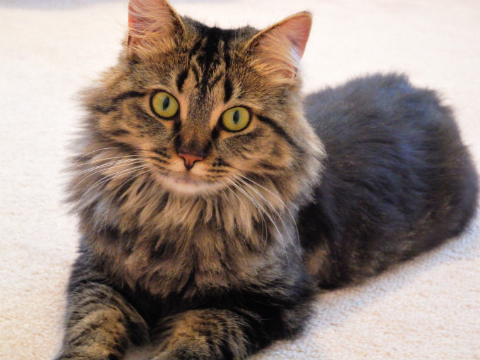 Cat Breeds Which Love to Snuggle