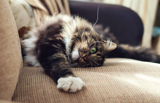 Most Frequent Problems With Cat Behavior