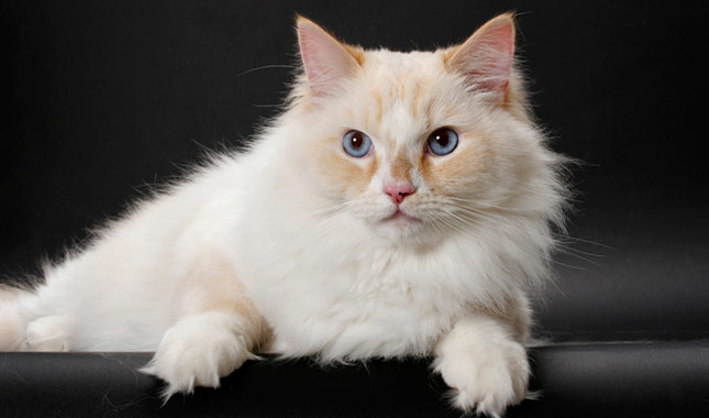 Cat Breeds Which Love to Snuggle