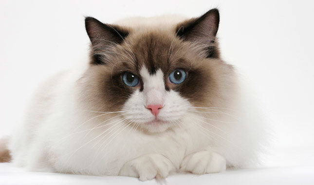 Cat Breeds Which Love to Snuggle