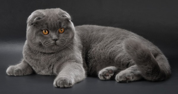 Cat Breeds Which Love to Snuggle