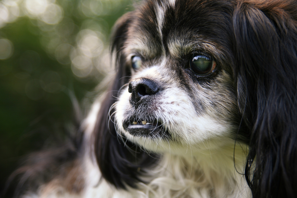 Senior Dogs and Incontinence