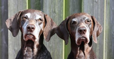 Senior Dogs and Incontinence