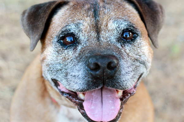 Senior Dogs and Incontinence