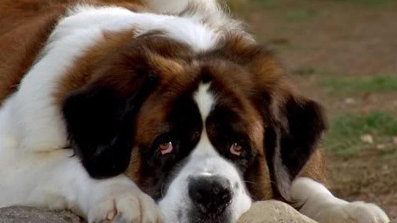 Top 10 Dog Movies