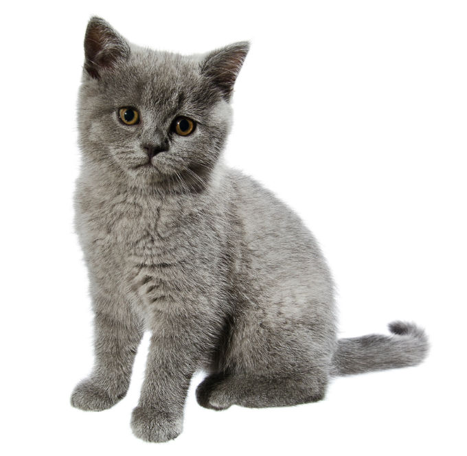 Top 20 Cutest Cats