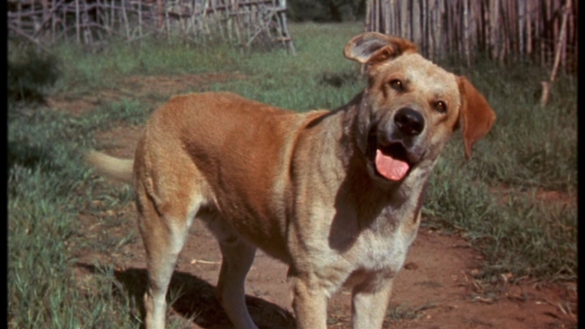 Top 10 Dog Movies