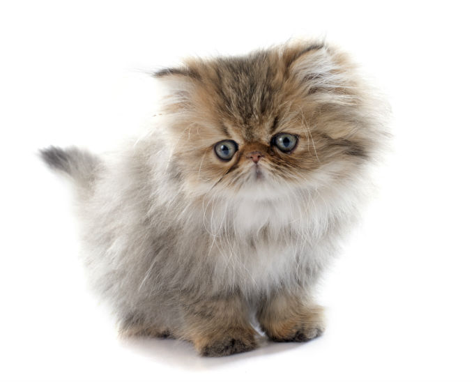 Top 20 Cutest Cats