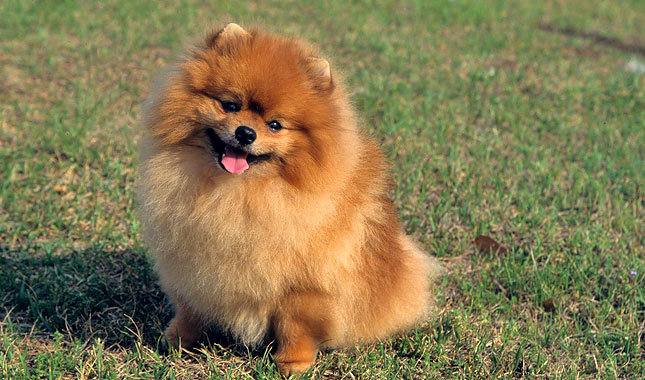 Top 10 Best Looking Dogs