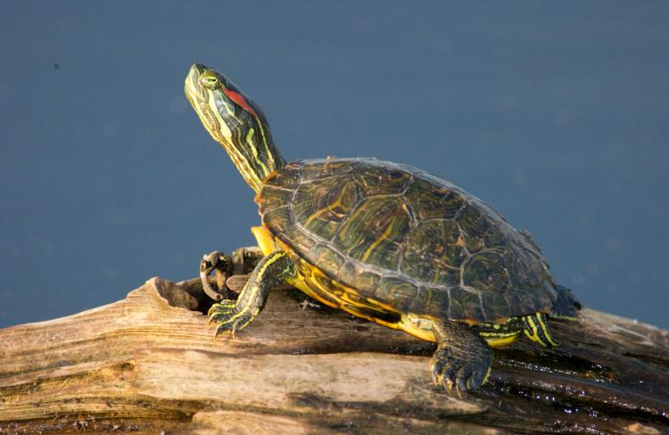 Types of Pet Turtles