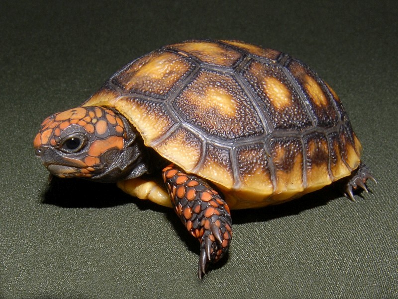 Types of Pet Turtles