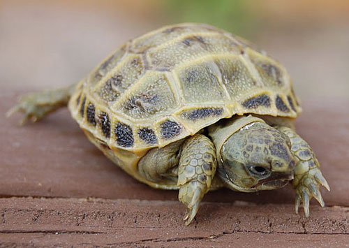 Types of Pet Turtles