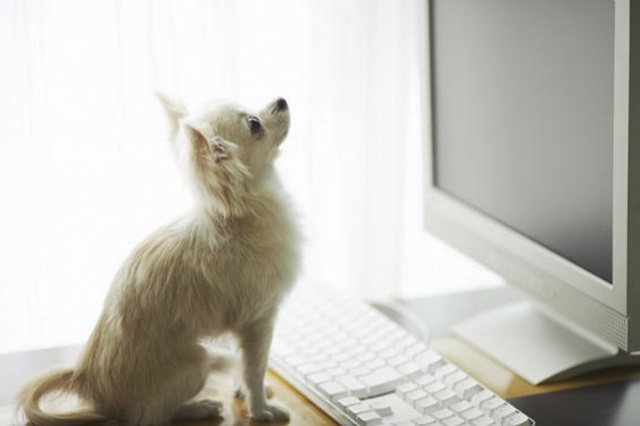 Top 10 Dog Blogs