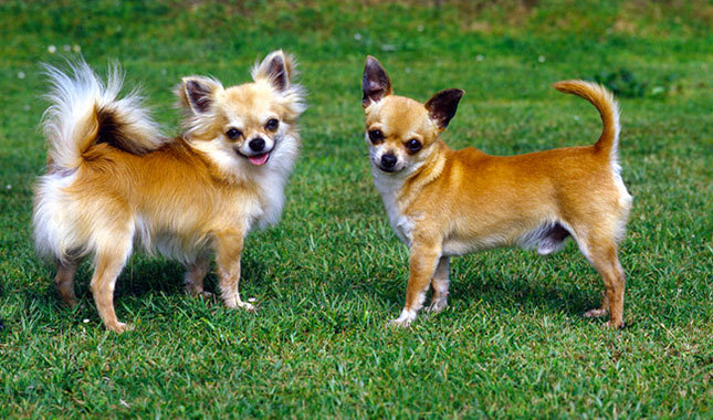 Top 10 Names For Chihuahuas