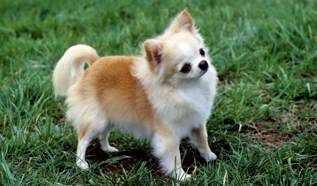 Top 10 Names For Chihuahuas