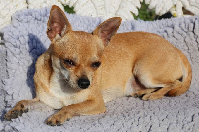 Top 10 Names For Chihuahuas