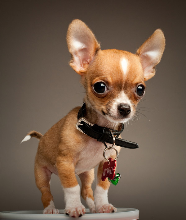 Top 10 Names For Chihuahuas