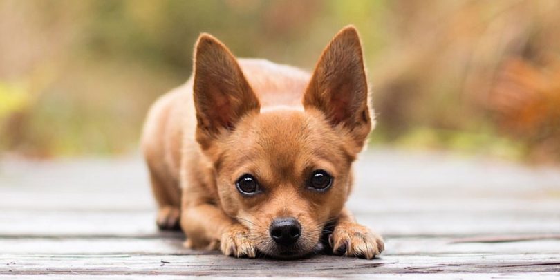 Top 10 Names For Chihuahuas
