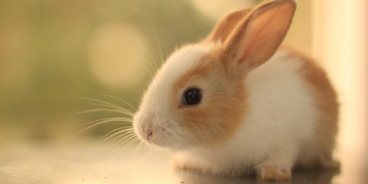 Top 10 Names For Rabbits