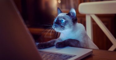Top 30 Cat Blogs 2017