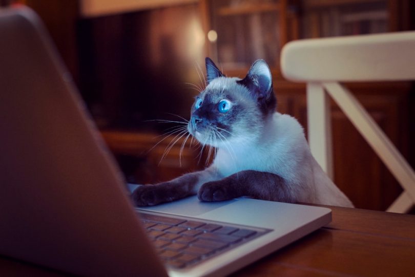 Top 30 Cat Blogs 2017