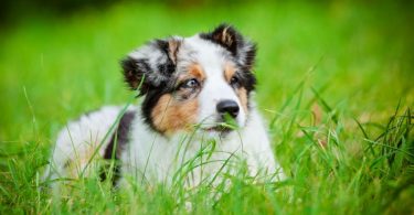 Anaplasmosis in Dogs