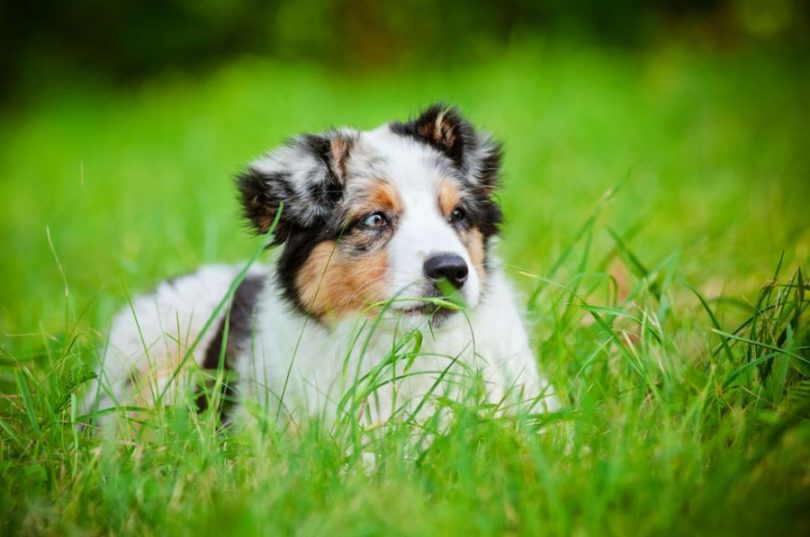 Anaplasmosis in Dogs