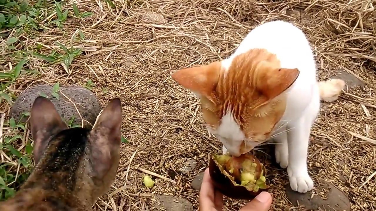 avocado cat mint