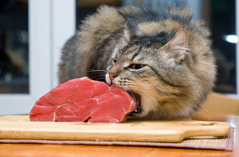 Can Cats Eat Raw Meat