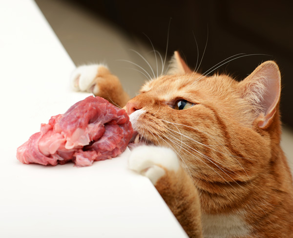 ระบบย่อยอาหาร​ ในแมว