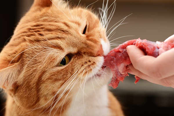 Can Cats Eat Raw Meat