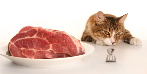 Can Cats Eat Raw Meat