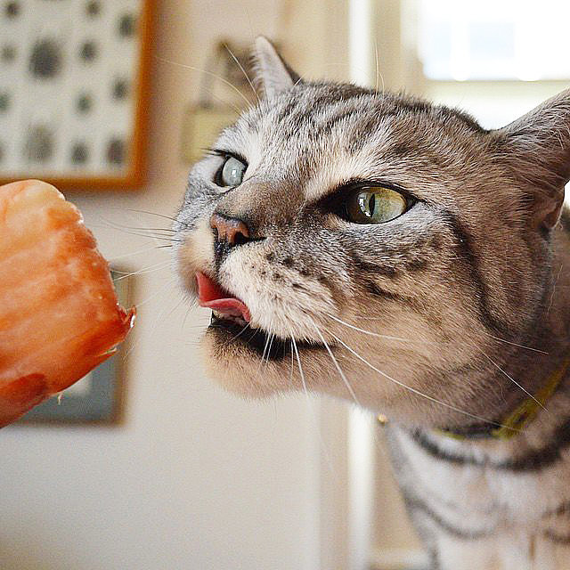 Can Cats Eat Salmon Skin