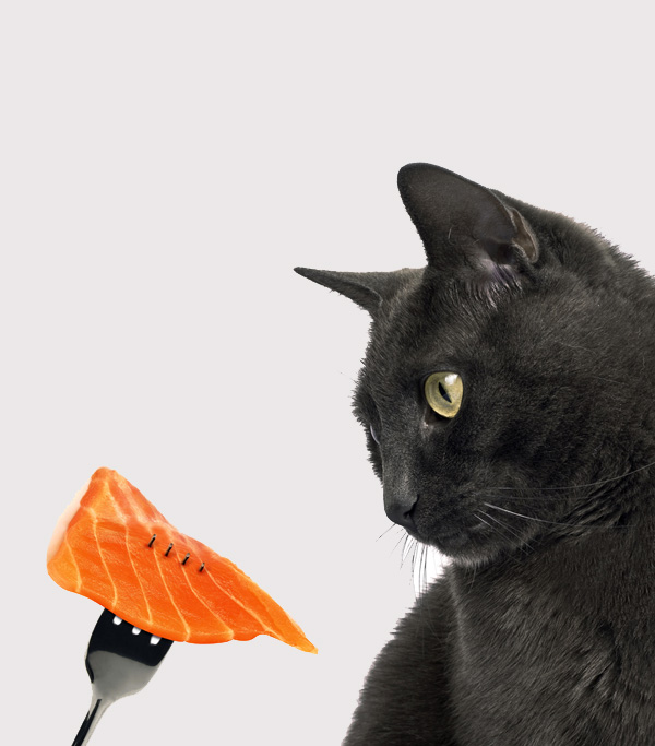 Can Cats Eat Salmon