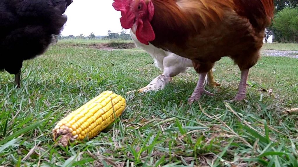 Can Chickens Eat Corn