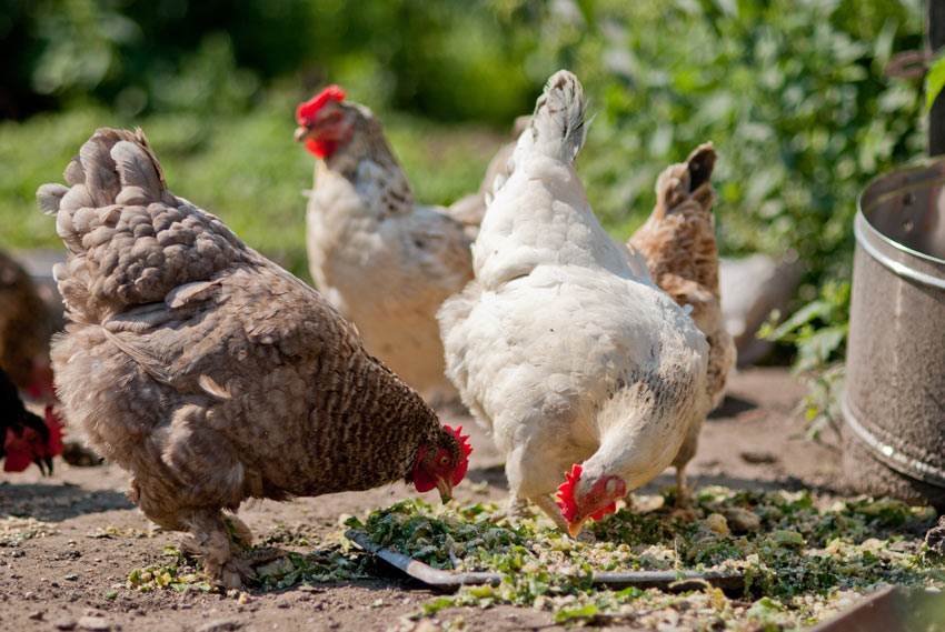 Can Chickens Eat Raw Potatoes