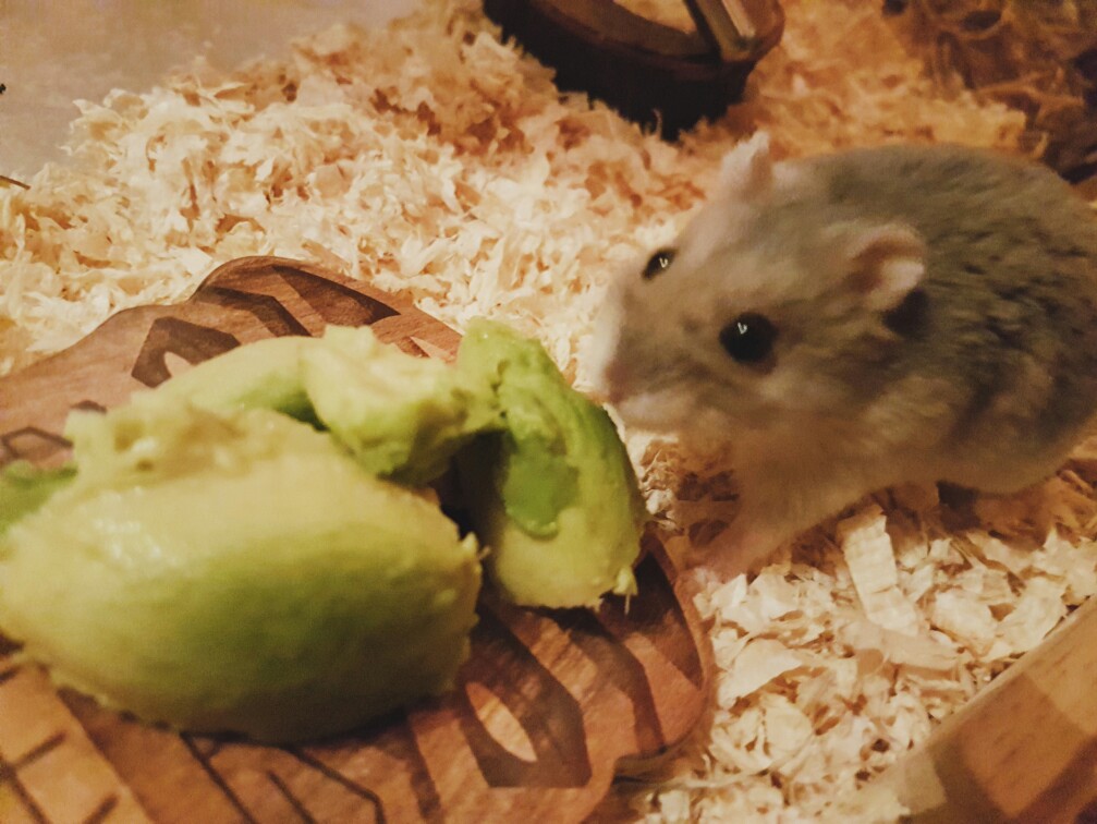 Can Hamsters Eat Avocado