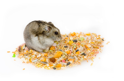 Can Hamsters Eat Cereal