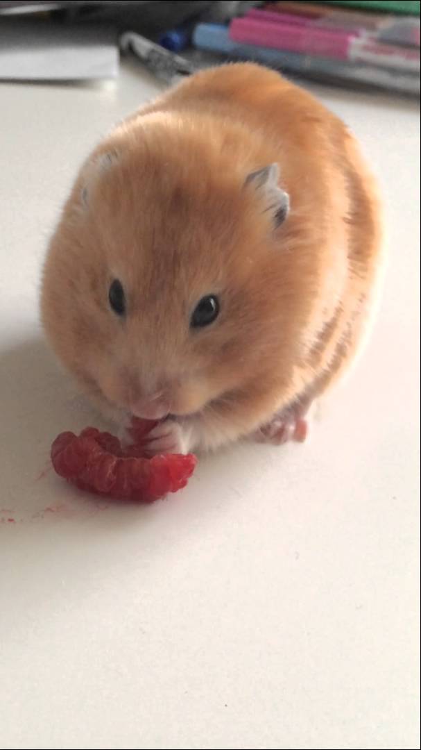 Can Hamsters Eat Raspberries