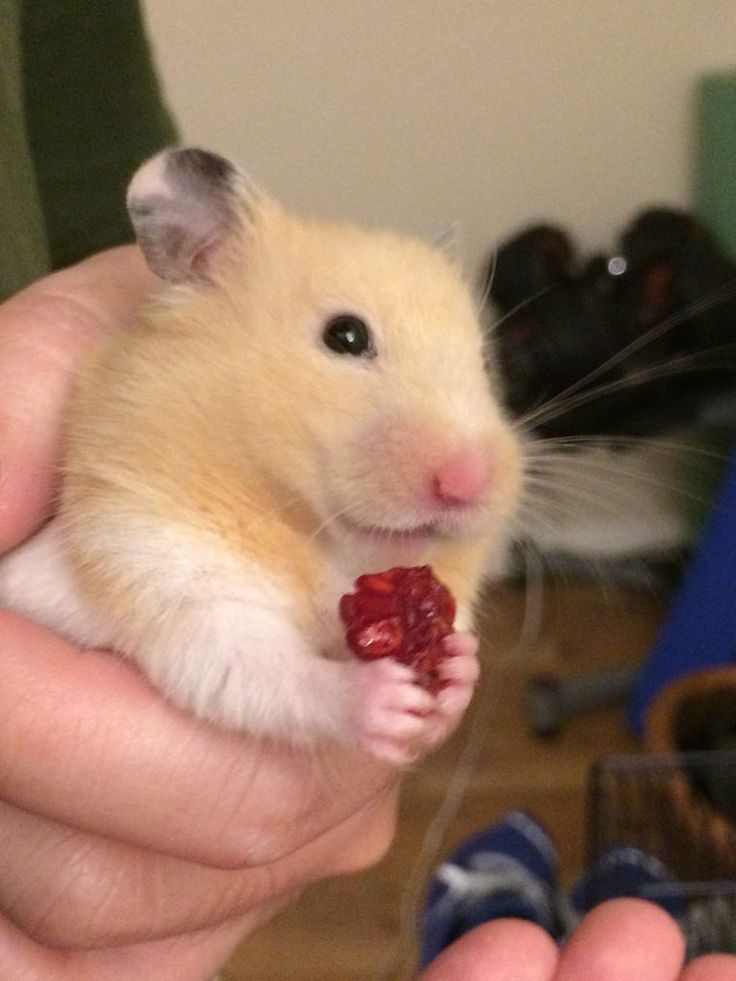 Can Hamsters Eat Raspberries