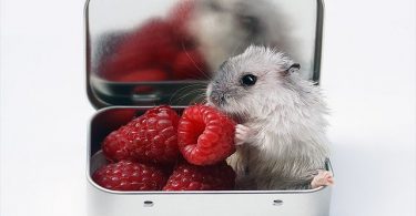 Can Hamsters Eat Raspberries