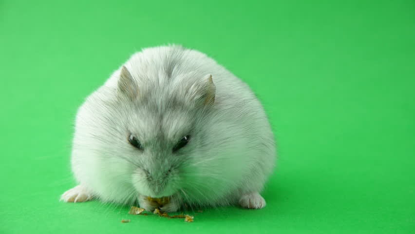 Can Hamsters Eat Walnuts