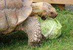 Can Turtles Eat Cabbage