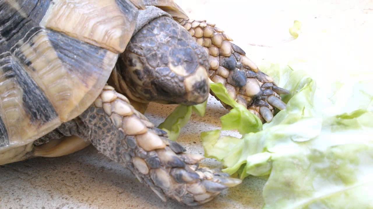 Can Turtles Eat Cabbage