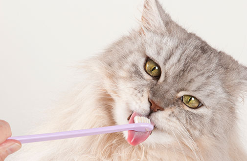 How To Groom Your Cat At Home