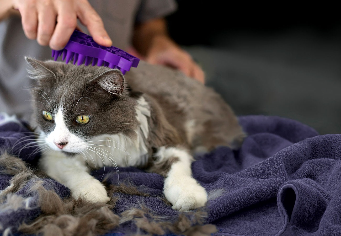 cat grooming at home