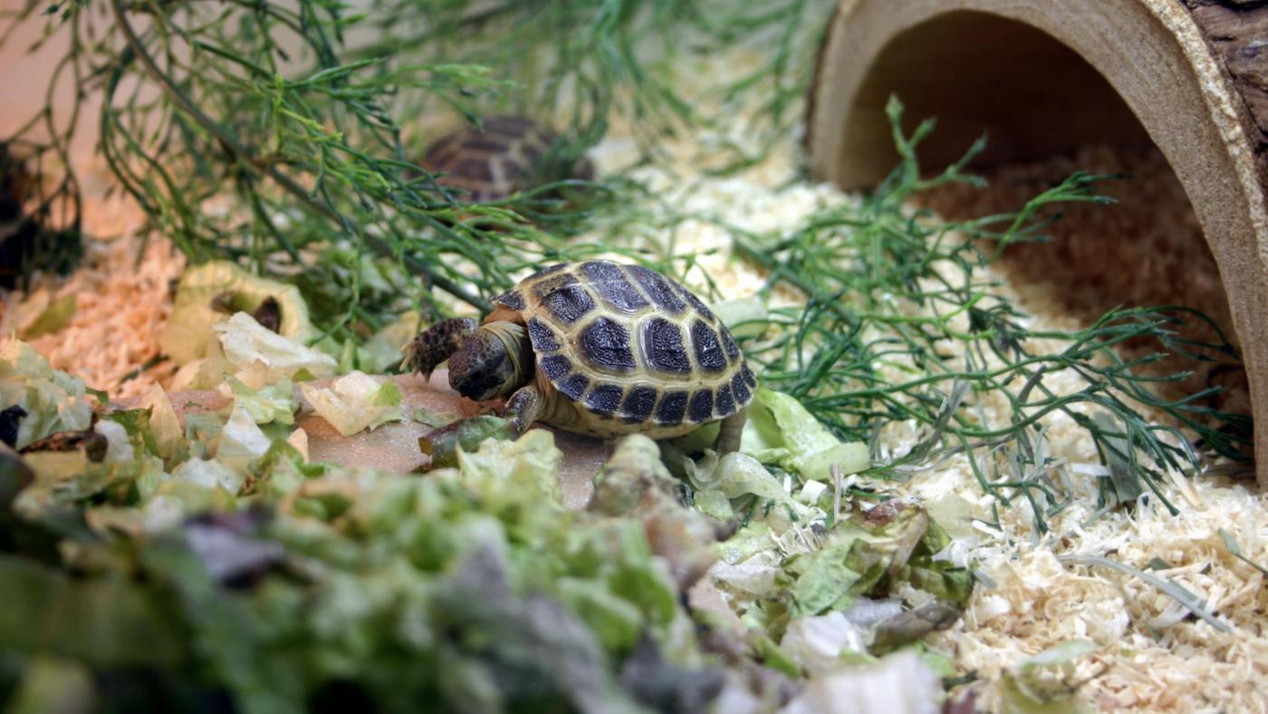 How To Setup A Turtle Tank