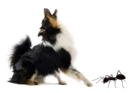 How to Identify and Treat Ant Bites and Stings in Dogs