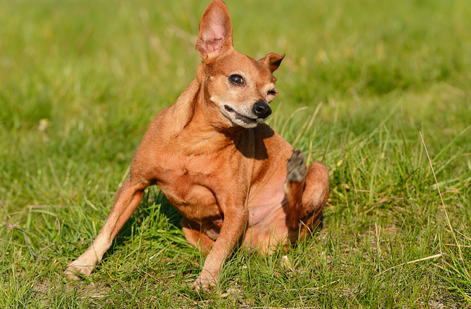 How to Identify and Treat Ant Bites and Stings in Dogs